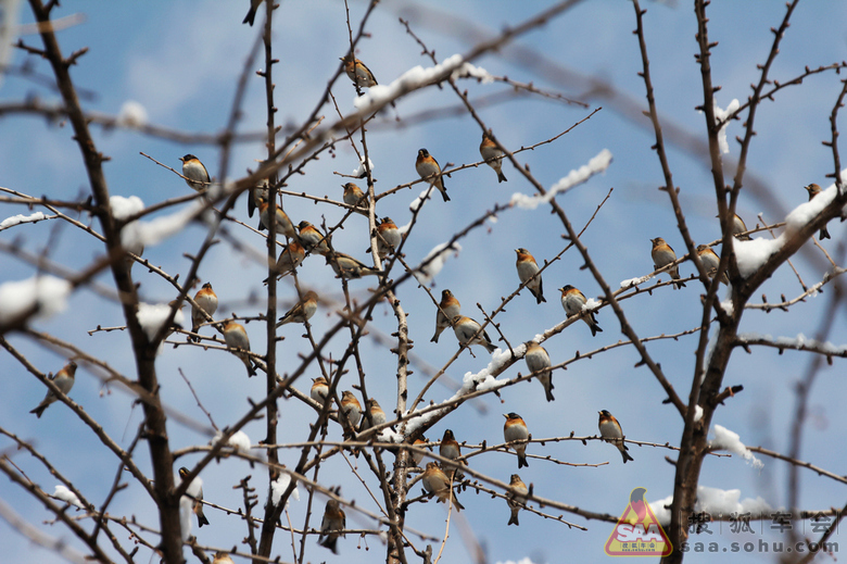 巴结高枝，生肖背后的文化寓意与现实启示