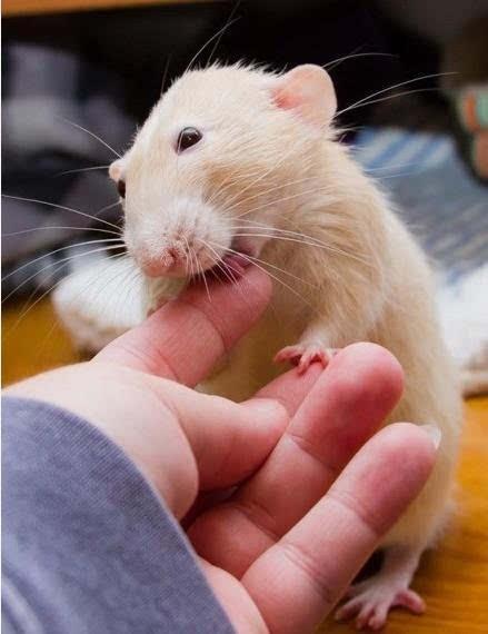 草长莺飞,探索最佳观赏动物与精选解释落实 草长莺飞,探索最佳观赏动物与精选解释落实