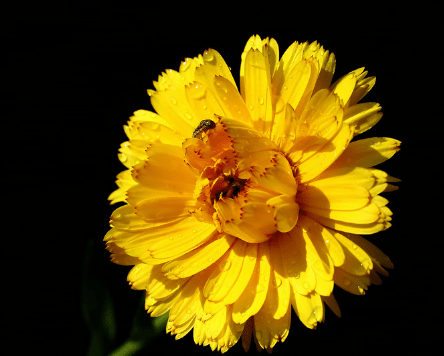 黄花女儿与生肖之谜，揭秘传统文化中的智慧与趣味