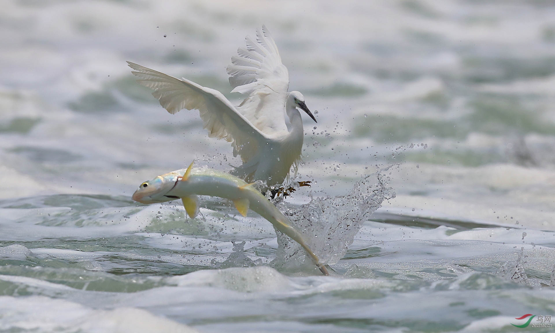 鱼跃鸟飞，揭秘背后的动物寓意与文化内涵