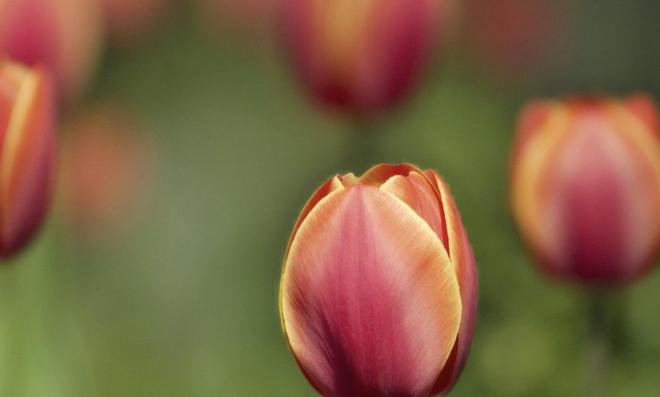 鼓足干劲是什么生肖、构建作答落实解释