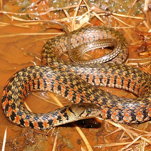 无动于衷的动物与生肖之谜，探索蛇的独特性格及其成就解释