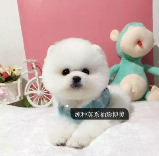 小巧玲珑，揭秘生肖中的迷你英雄