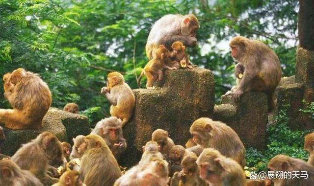 蜂拥而起打一正确生肖、谁来落实解答