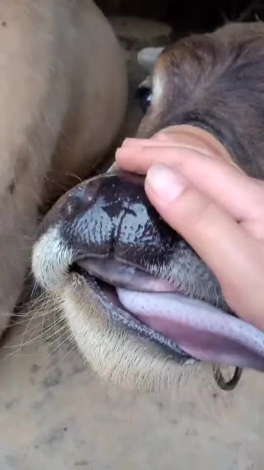 抓牛鼻子猜一动物:词语解析解答落实