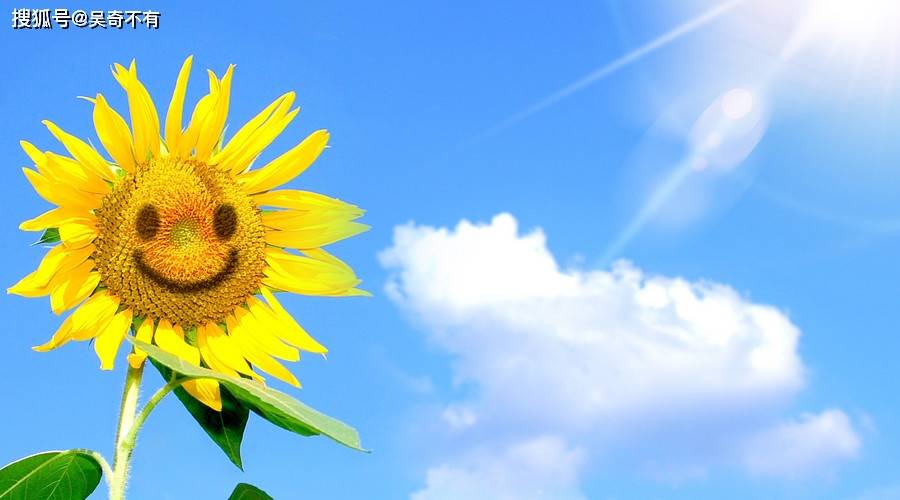 阳光下的智慧之光，揭秘阳光明媚所指的准确生肖及文化解读