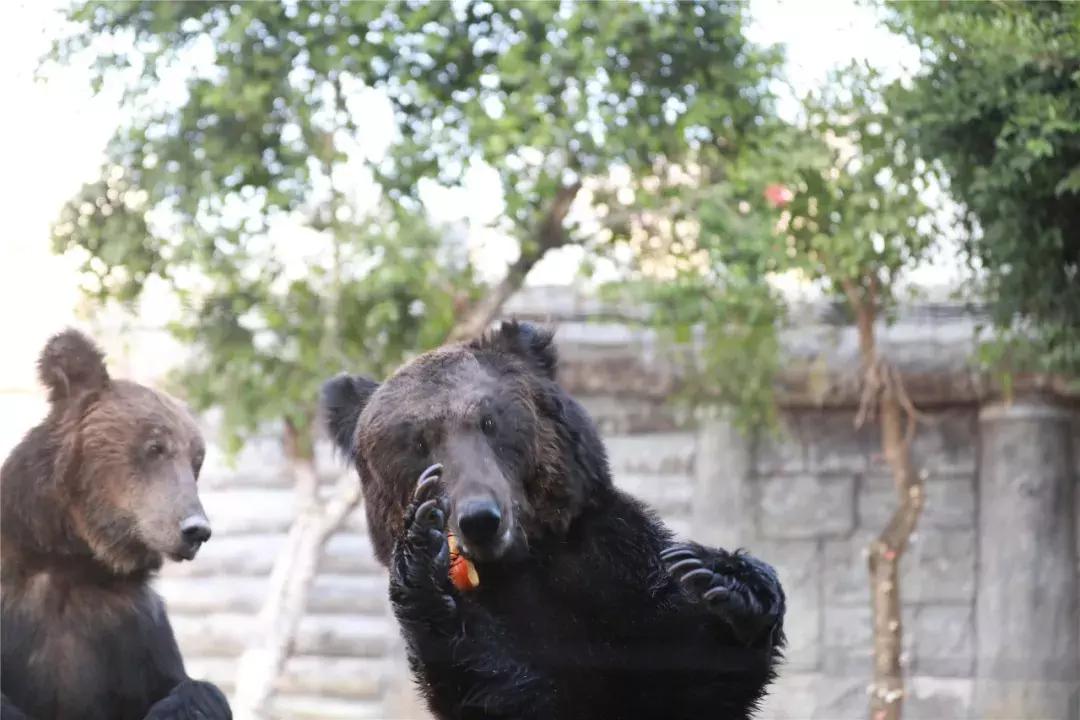 打破陈规，生肖中的马如何引领变革