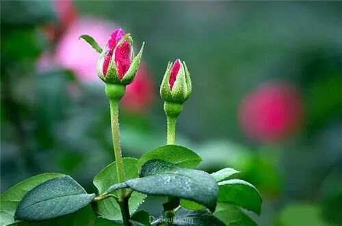 含苞欲放打一准确生肖、最新作答落实解释