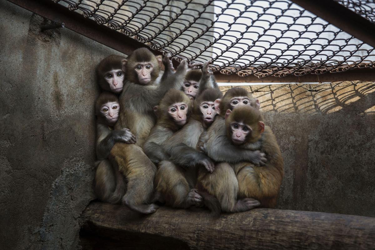 河南动物卫生监督网:权威揭晓落实