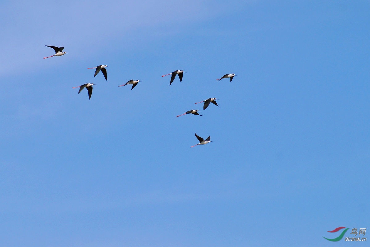 蓝天绿地鸟儿飞，探寻生肖之谜与创造精神的落实