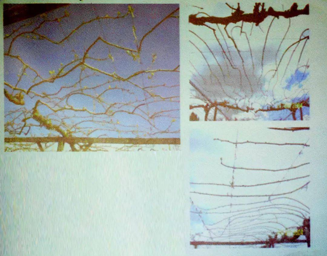 巴结高枝，生肖背后的文化寓意与现实启示