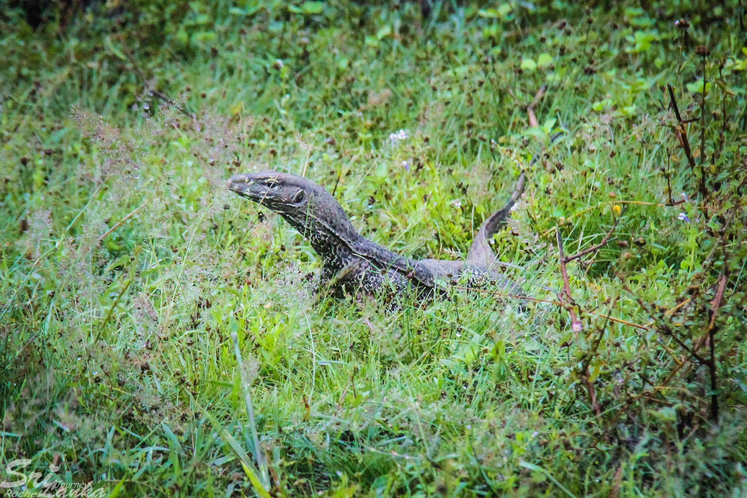 草长莺飞，探索最佳观赏动物与精选解释落实