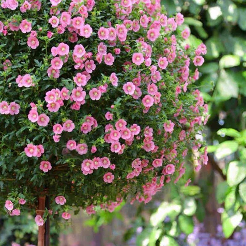 滚瓜溜油打一正确生肖:马上为你揭晓落实 滚瓜溜油打一正确生肖:马上为你揭晓落实