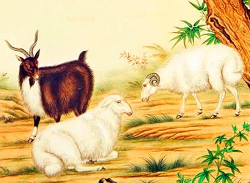 探索和平共处的生肖智慧,以鼠为例的详细解析与落实 探索和平共处的生肖智慧,以鼠为例的详细解析与落实