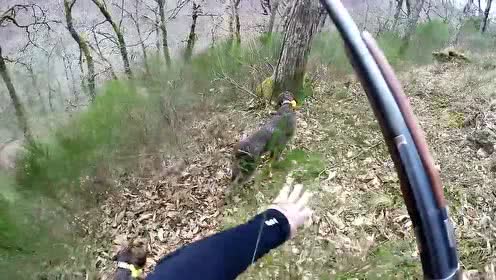 打草惊蛇是什么生肖、理想解释落实