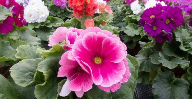 开花结果是什么生肖:最新解释落实