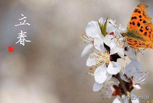 焦心如焚，揭秘背后生肖的权威答案