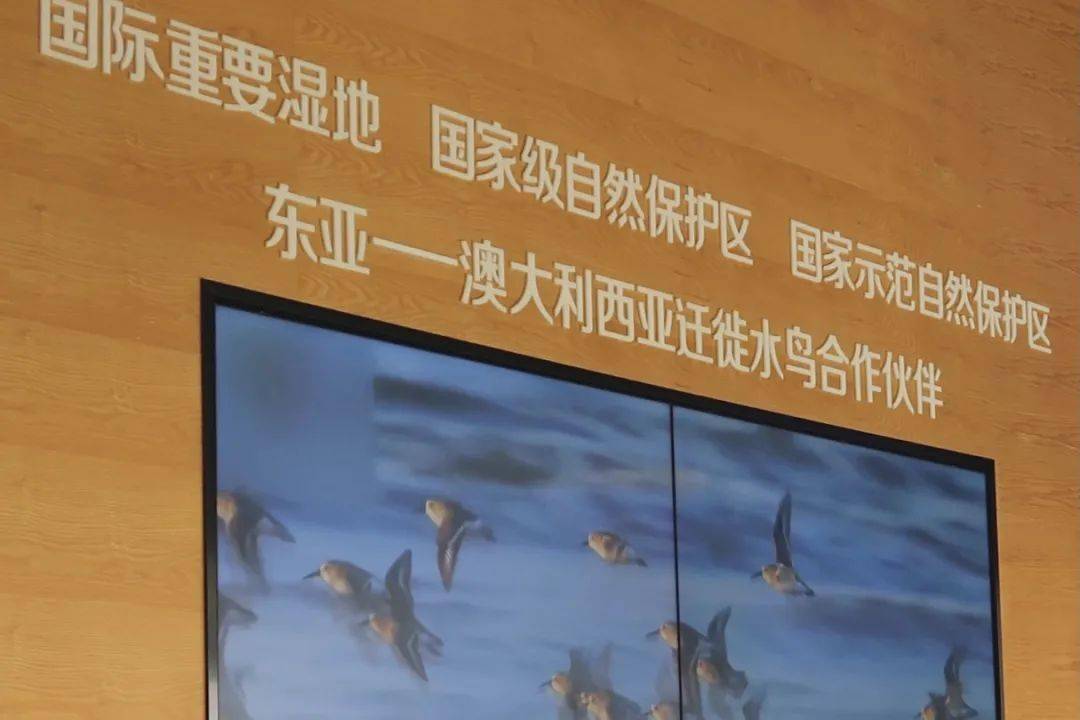 歪嘴和尚与生肖之谜，一场文化与智慧的奇妙探索