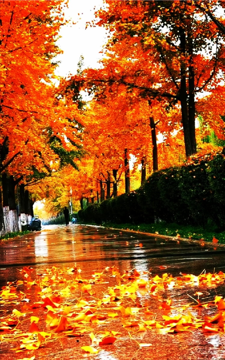 秋雨绵绵是指什么生肖、专家解释落实