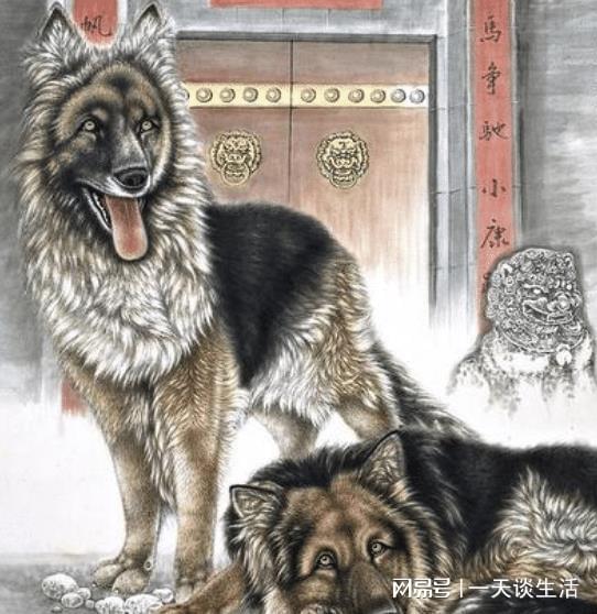 揭秘邑犬群吠背后的生肖奥秘，权威解读与文化探索