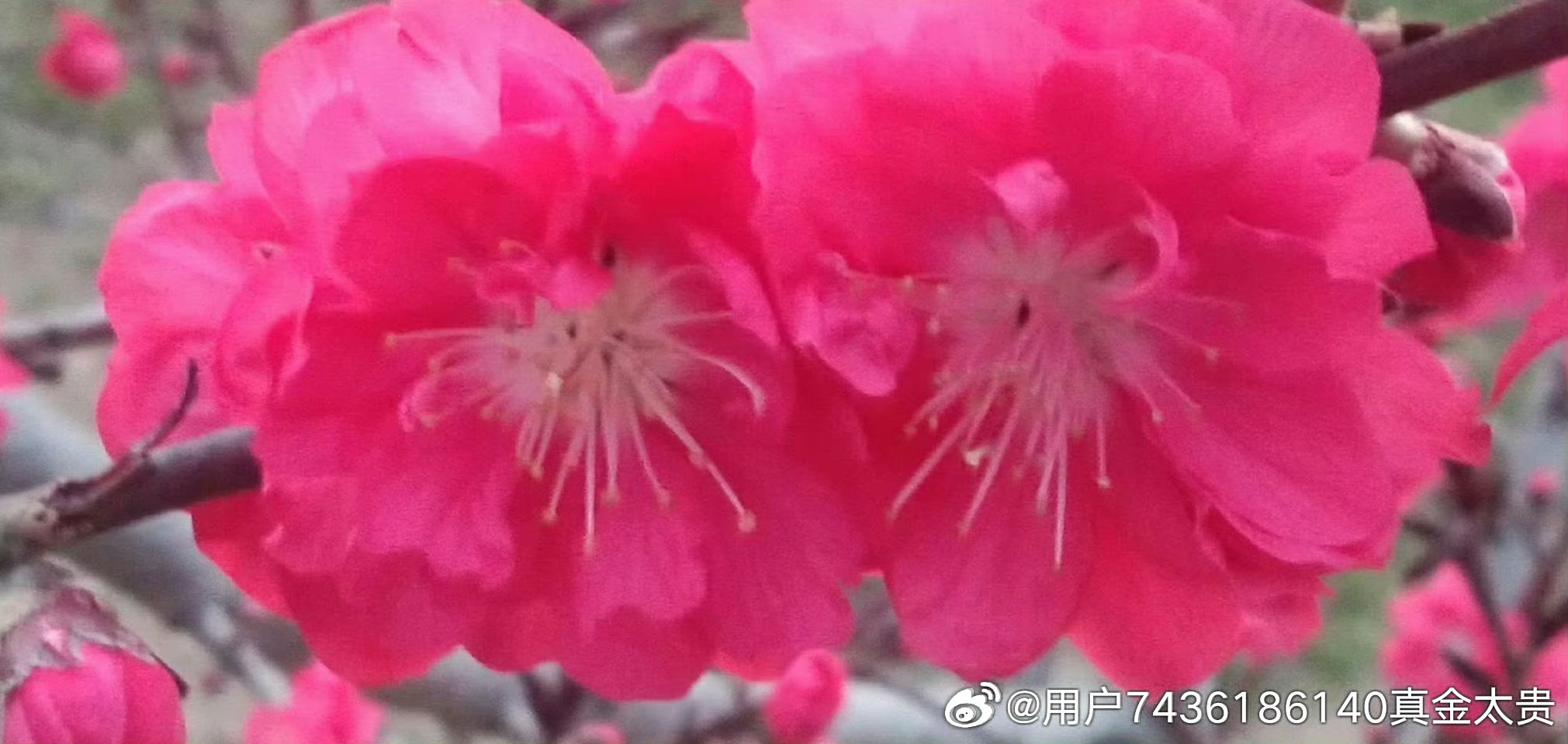 五云花浩日边红打一正确生肖:第一解答落实