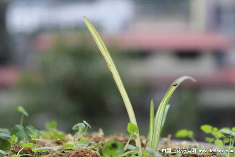 穷苗苦根，揭秘生肖背后的坚韧与成就