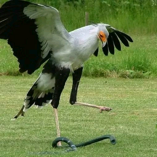 摇首顿足打一最佳动物、定量解释落实