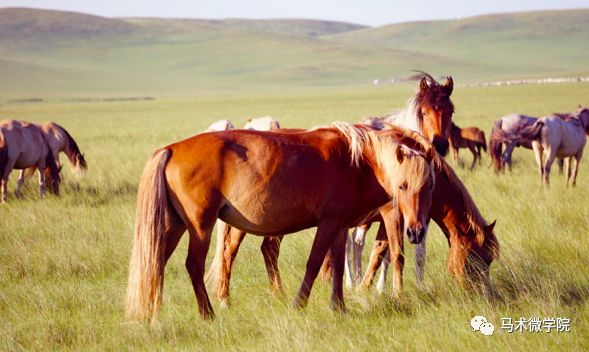 妙笔生花与生肖之谜,揭秘马上背后的故事 妙笔生花与生肖之谜,揭秘马上背后的故事