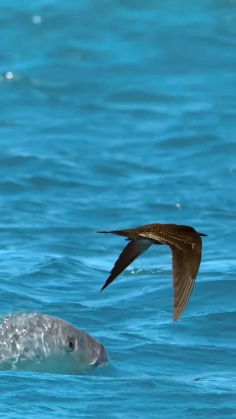 鱼跃鸟飞，揭秘背后的动物寓意与文化内涵