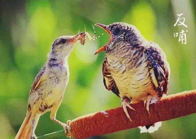 反哺之私，生肖文化中的孝道与个人成长