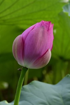 含苞欲放打一准确生肖、最新作答落实解释