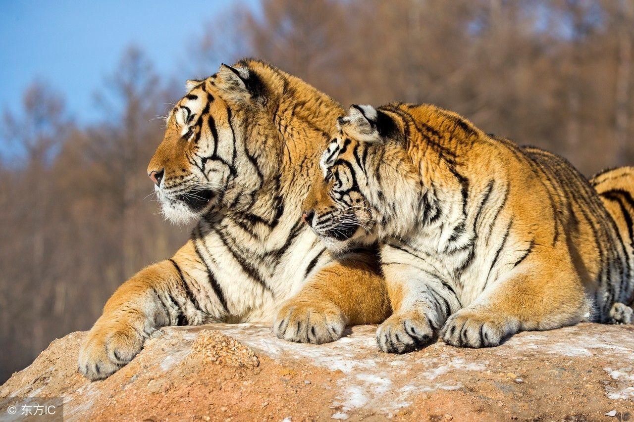 万无一失保平安，生肖智慧与佩服的落实