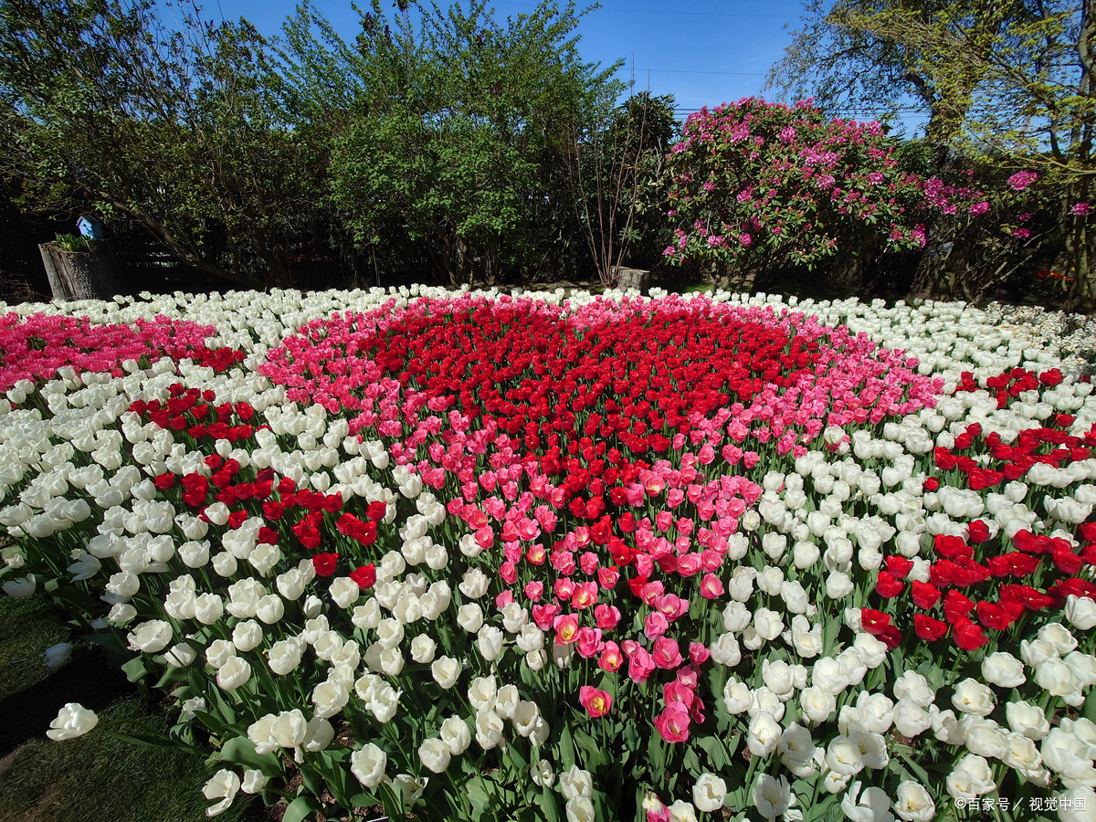 揭秘万紫千红，生肖背后的文化寓意与解读