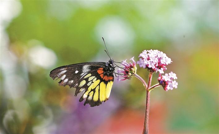 花飞蝶舞中的生肖奥秘与成就的坚实落地