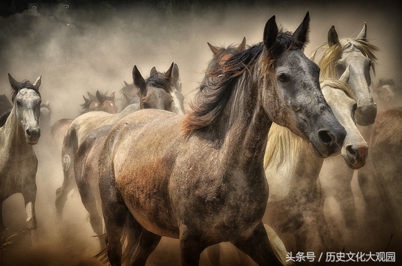 犬马之劳与生肖之谜，解读与践行