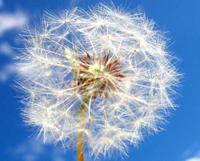 双喜临门打一正确生肖、能人作答落实解释