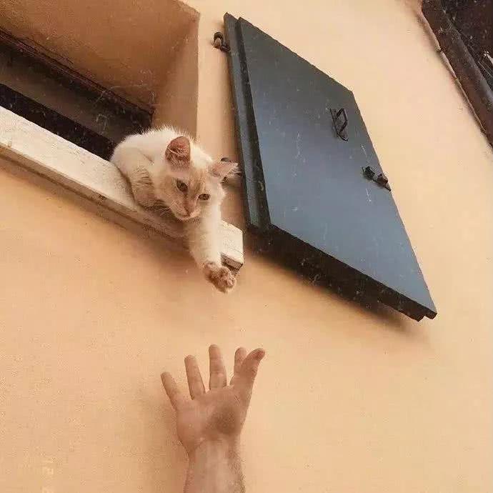 百感交集，生肖背后的文化与情感解析