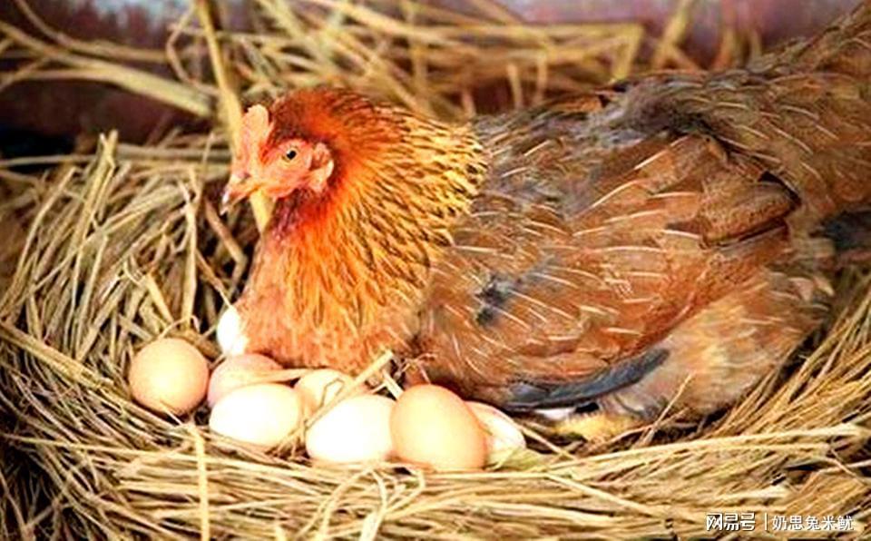 杀鸡取卵猜什么生肖、团结作答落实解释 杀鸡取卵猜什么生肖、团结作答落实解释