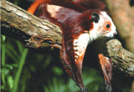 身份不明打一准确动物、正面解释落实