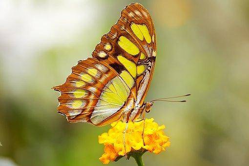 揭秘一身二任的生肖，属猴者的独特魅力与智慧