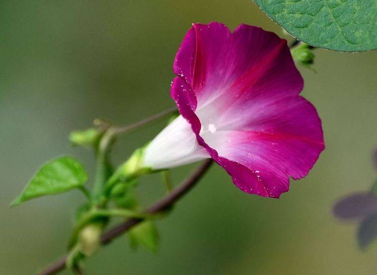 五云花浩日边红打一正确生肖:第一解答落实