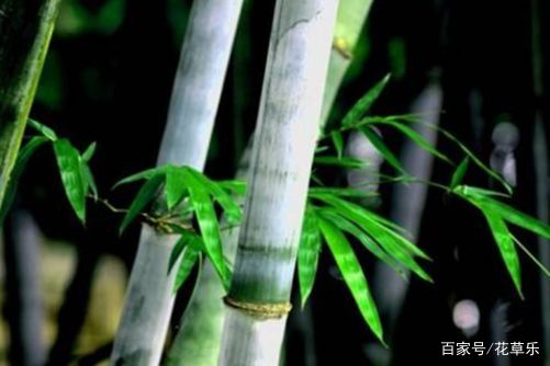 竹子生来节节高是什么生肖打一肖、新型解释落实 竹子生来节节高是什么生肖打一肖、新型解释落实