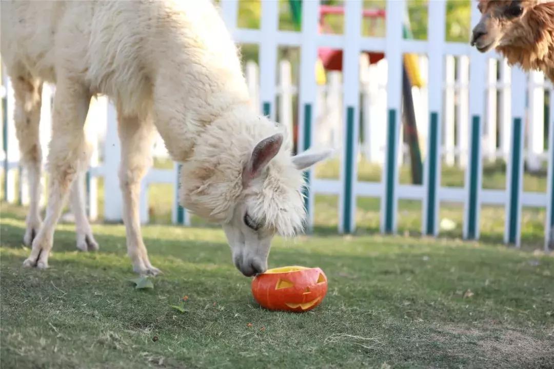 打破陈规，生肖中的马如何引领变革