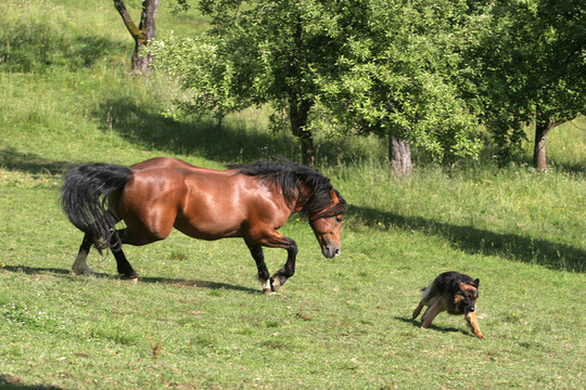声色犬马，探寻生肖中的马与犬