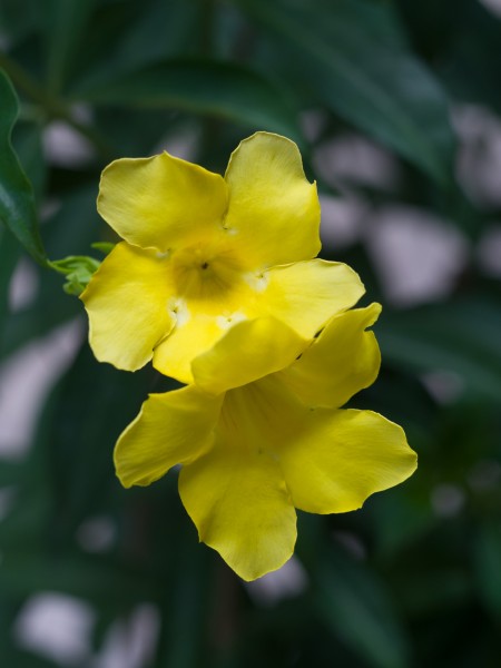 黄花女儿与生肖之谜，揭秘传统文化中的智慧与趣味