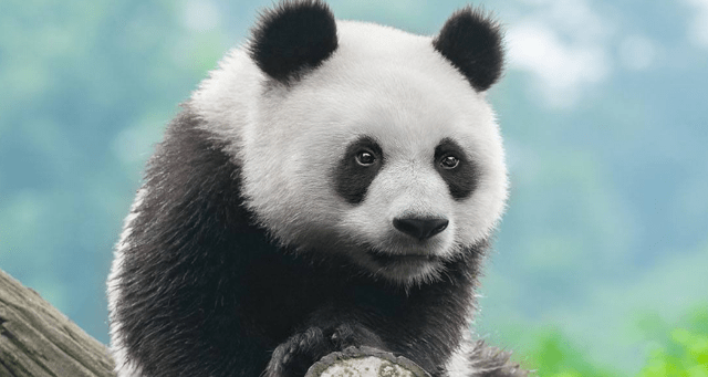 鸡，属于什么动物？权威揭晓与科学落实