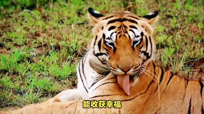 八面威风打一准确生肖、深度作答落实解释