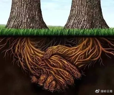 根深蒂固的生肖新解，新型解释在文化传承中的落实