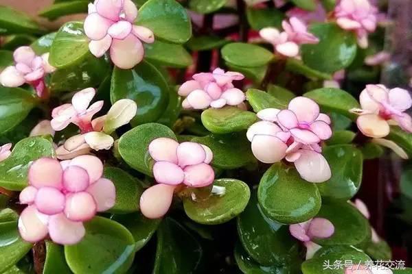 揭秘金枝玉叶背后的生肖奥秘，精准解答与文化解读