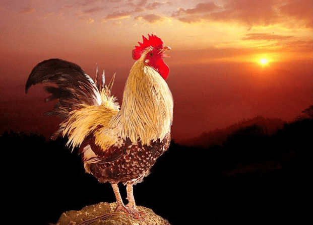 揭秘有翅难飞的生肖谜团，属鸡者的独特寓意与现实生活的启示